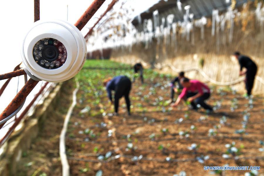 La foto muestra una cámara de vigilancia colocada en un campo por la que los compradores pueden seguir el proceso del cultivo. 