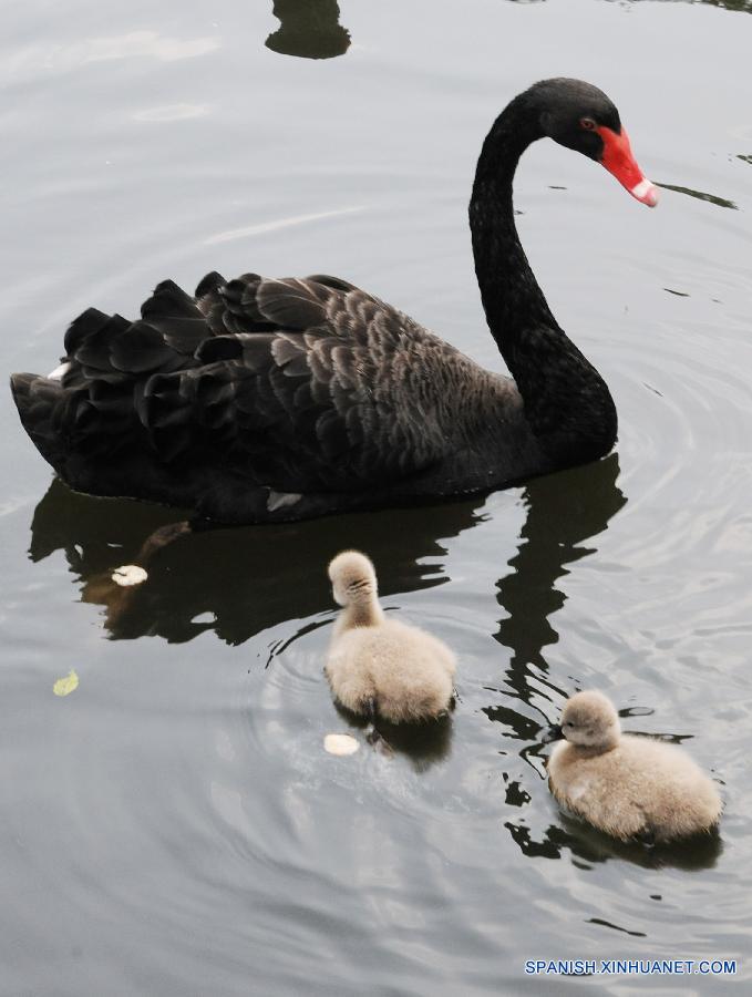 Un cisne y sus bebés nadaban en un lago del Zoo de Suzhou en la ciudad de Suzhou, de la provincia oriental china de Jiangsu, el 19 de octubre.