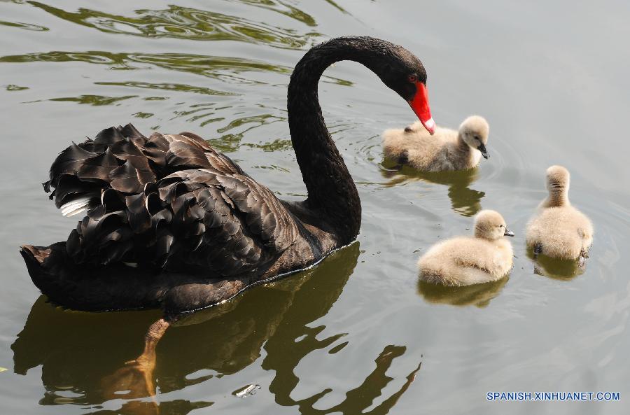 Un cisne y sus bebés nadaban en un lago del Zoo de Suzhou en la ciudad de Suzhou, de la provincia oriental china de Jiangsu, el 19 de octubre.
