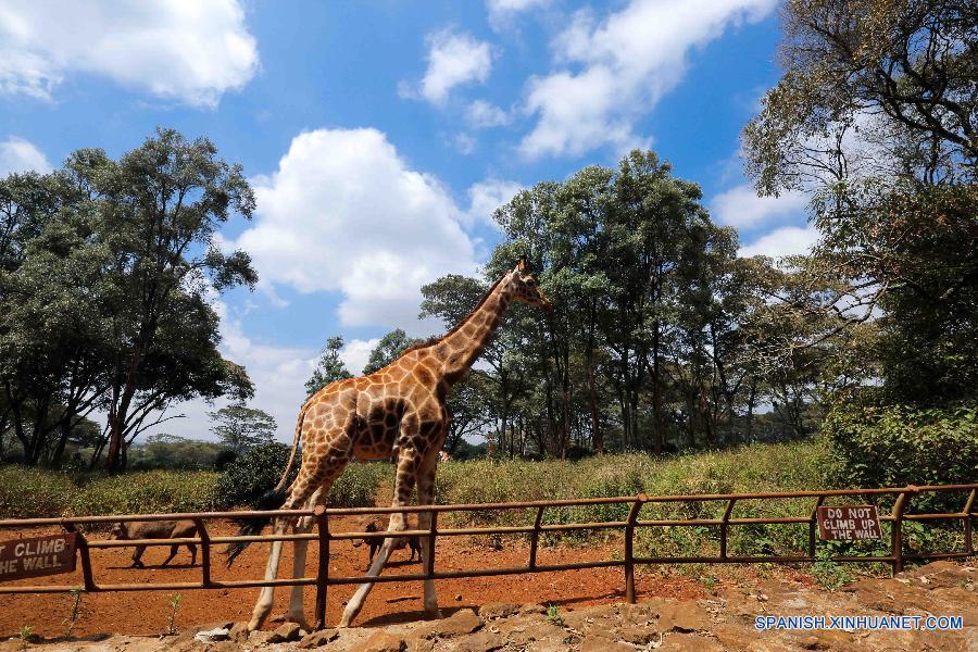 Una jirafa intentaba conseguir su alimento desde su criador en el Centro de Jirafa en Nairobi, Kenia, el 20 de octubre.  El centro fundado en 1979, es parte de un intento de salvar las jirafas, algunas de las cuales están en peligro de extinción. La gente puede tener contacto cercano con las jirafas allí.