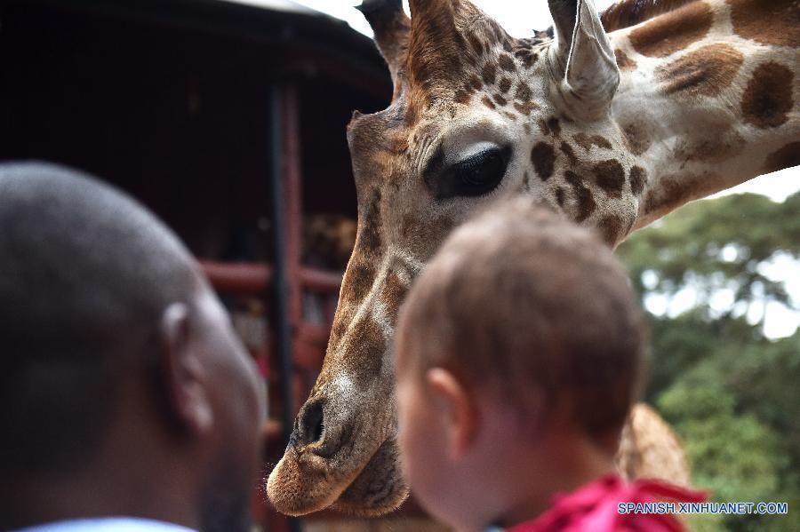 Una jirafa intentaba conseguir su alimento desde su criador en el Centro de Jirafa en Nairobi, Kenia, el 20 de octubre.  El centro fundado en 1979, es parte de un intento de salvar las jirafas, algunas de las cuales están en peligro de extinción. La gente puede tener contacto cercano con las jirafas allí.