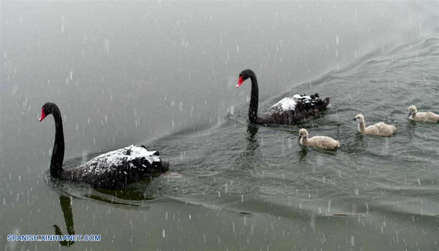 Fotos de Xinhua de la semana 1123-1129: China, cubierta de nieve