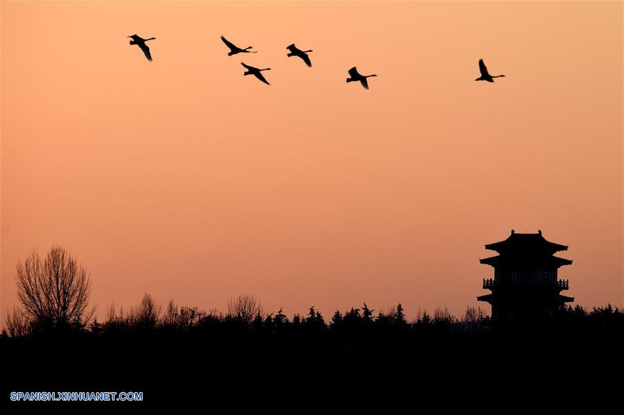 （美丽中国）（3）黄河上的“天鹅湖”