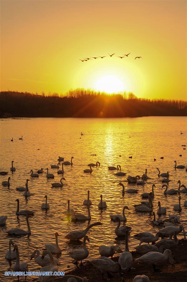 （美丽中国）（5）黄河上的“天鹅湖”