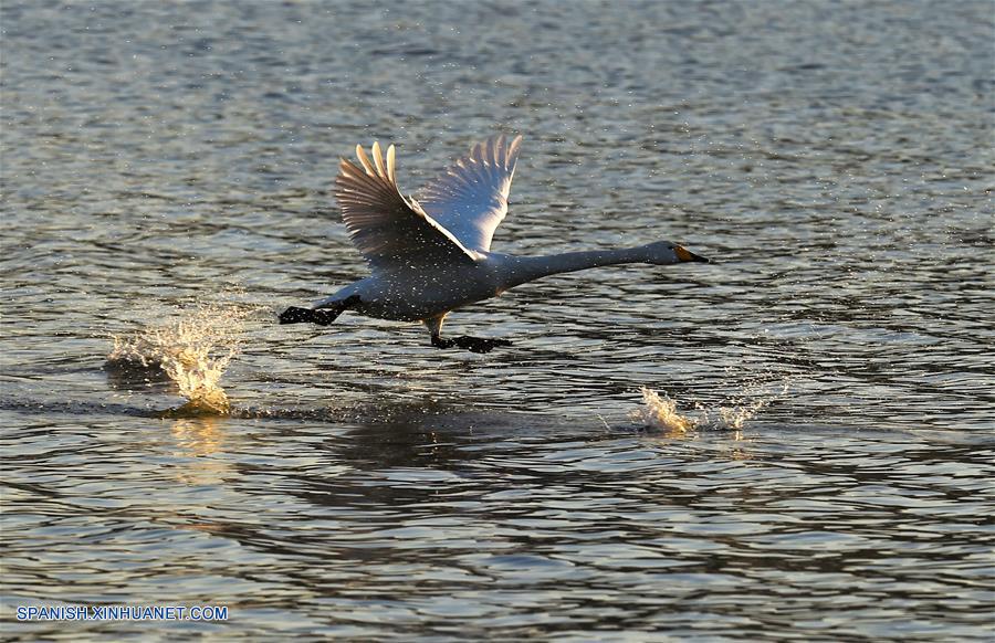 CHINA-HENAN-SANMENXIA-SWANS (CN)