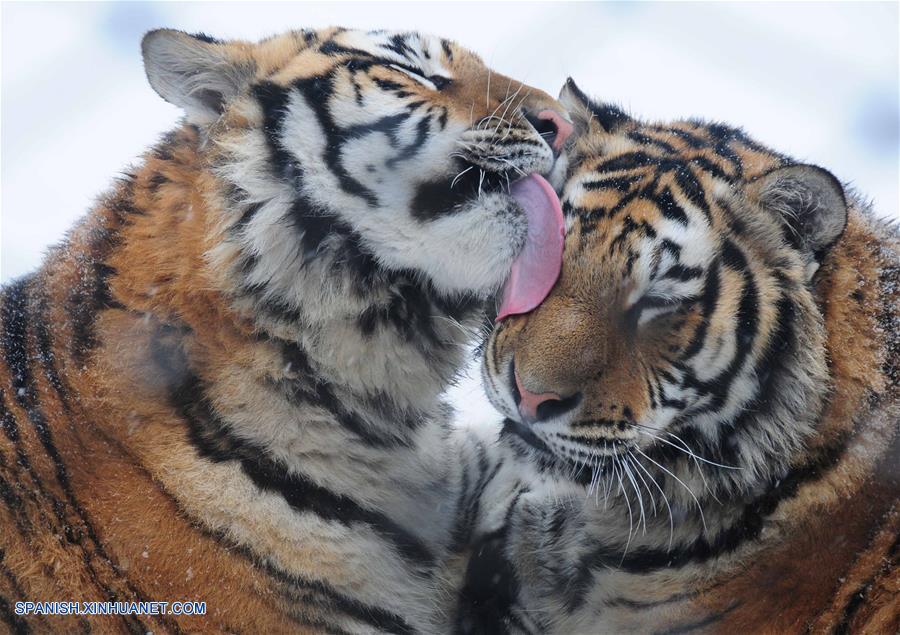 Fotos de Xinhua de la semana 1207-1213