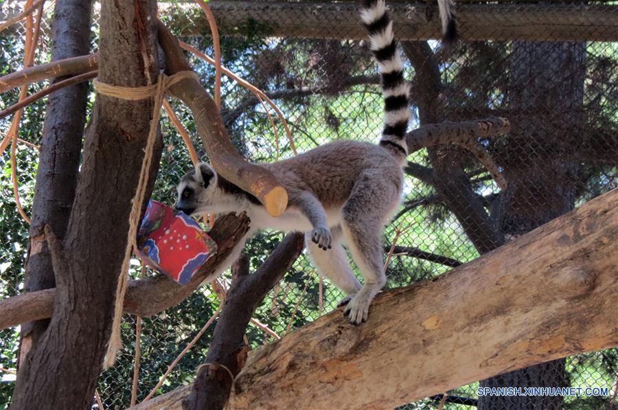 CHILE-BUIN-FAUNA-CHRISTMAS