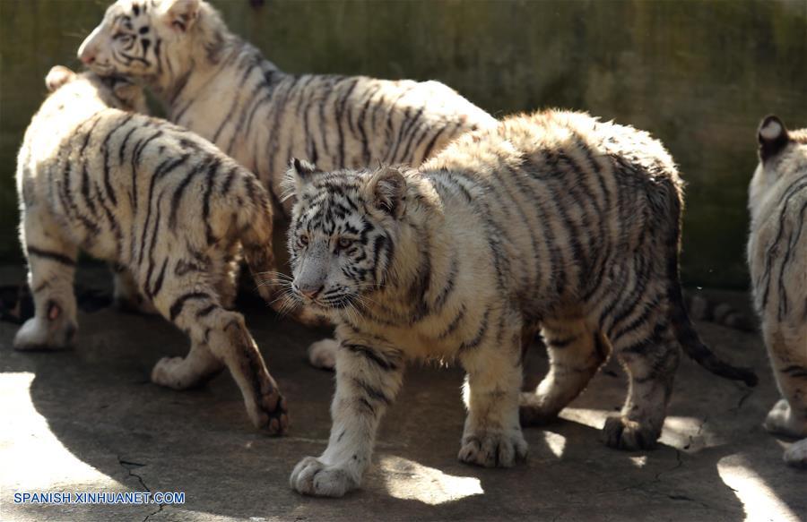 Cachorros de tigre blanco en Parque de animales salvajes de Yunnan en Kunming