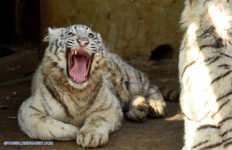 Cachorros de tigre blanco en Parque de animales salvajes de Yunnan en Kunming