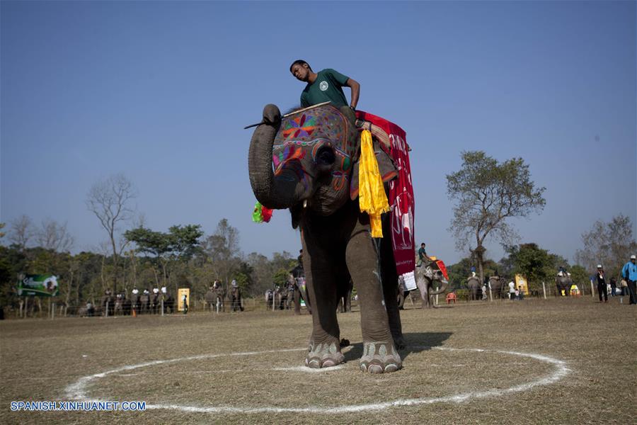 Celebran concurso de belleza de elefantes en Nepal
