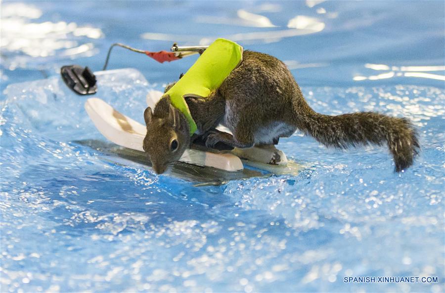 CANADA-TORONTO-WATERSKIING SQUIRREL-TWIGGY