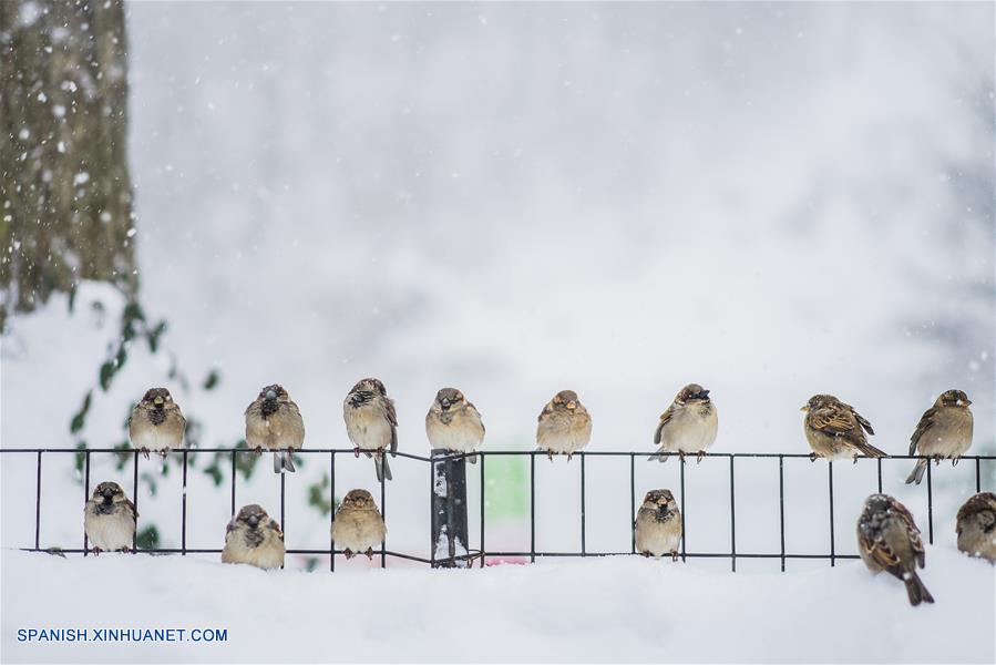 EEUU: Tormenta de nieve azota Nueva York