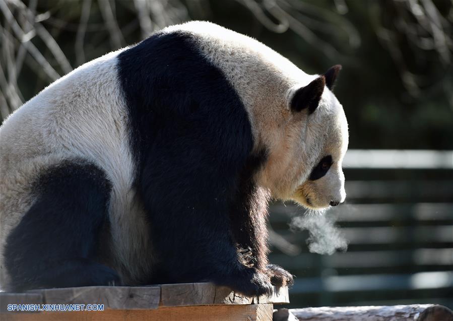 Fotos de Xinhua de la semana 0118-0124: China, Mundo de hielo y nieve