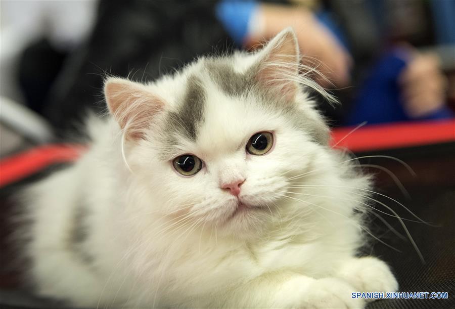 LITHUANIA-VILNIUS-CAT SHOW