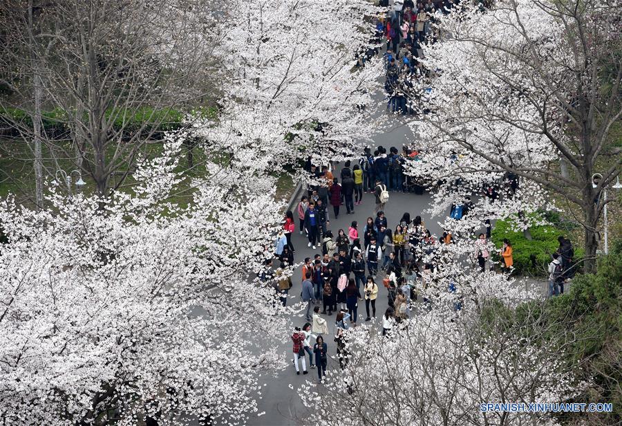 CHINA-NANJING-CHERRY BLOSSOM (CN) 