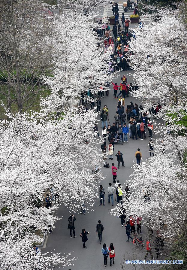 CHINA-NANJING-CHERRY BLOSSOM (CN) 