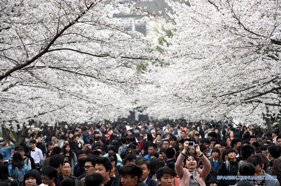 CHINA-NANJING-CHERRY BLOSSOM (CN) 