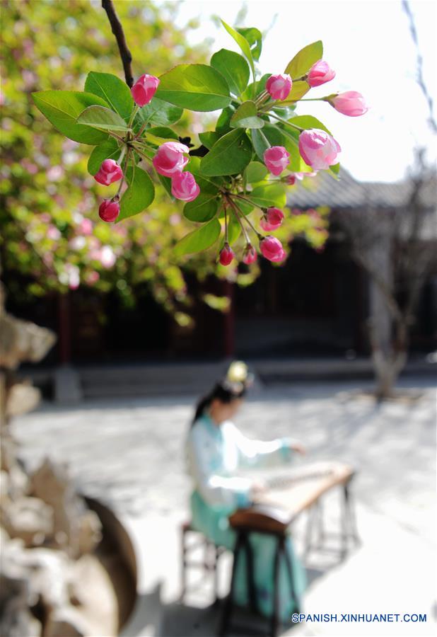 CHINA-HEBEI-SHIJIAZHUANG-CRABAPPLE FLOWERS (CN)