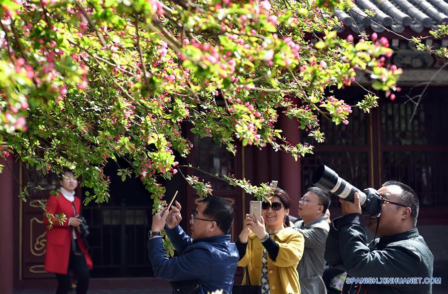 CHINA-HEBEI-SHIJIAZHUANG-CRABAPPLE FLOWERS (CN)