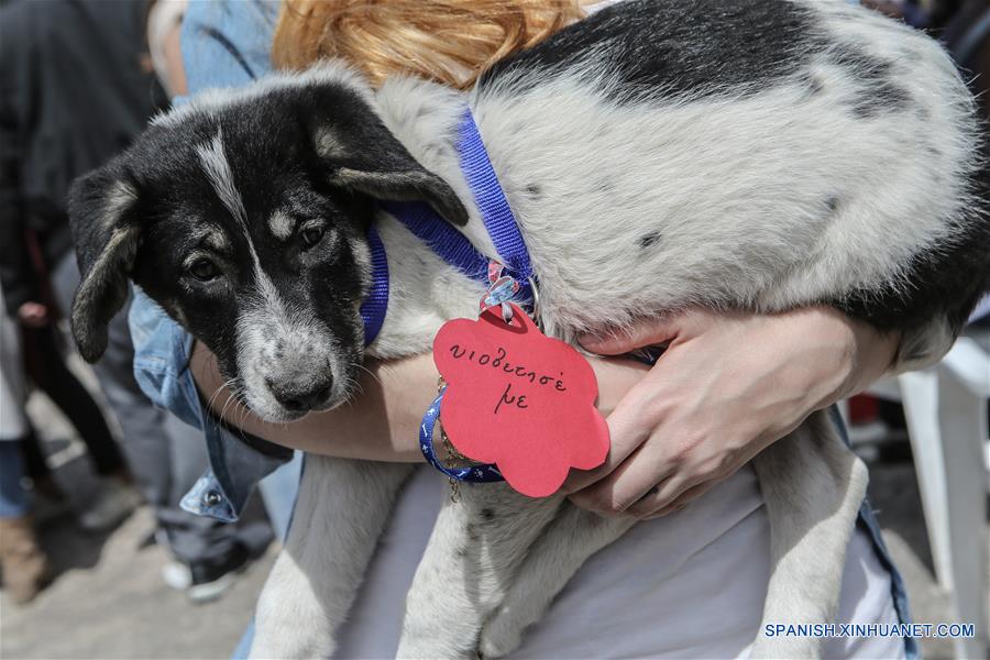 GREECE-ATHENS-WORLD STRAY ANIMALS DAY-FEATURE