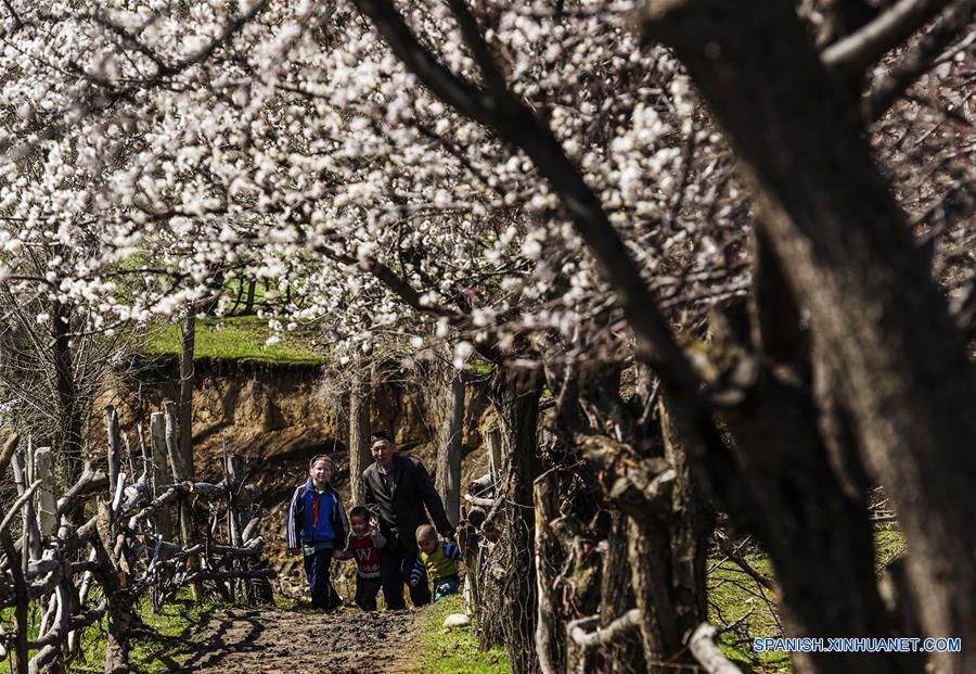 CHINA-XINJIANG-ALMOND FLOWERS(CN)