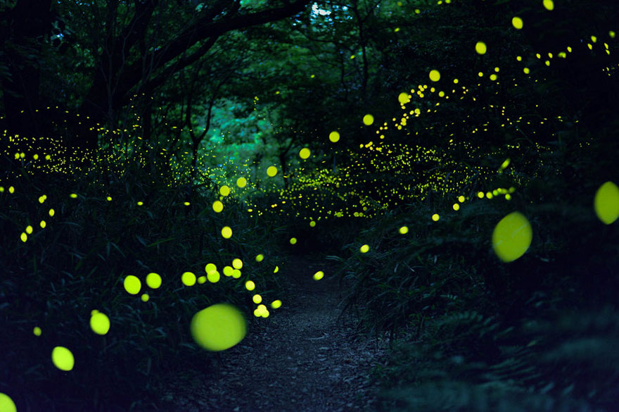 日本夏夜萤火虫聚集 森林变成超现实舞台