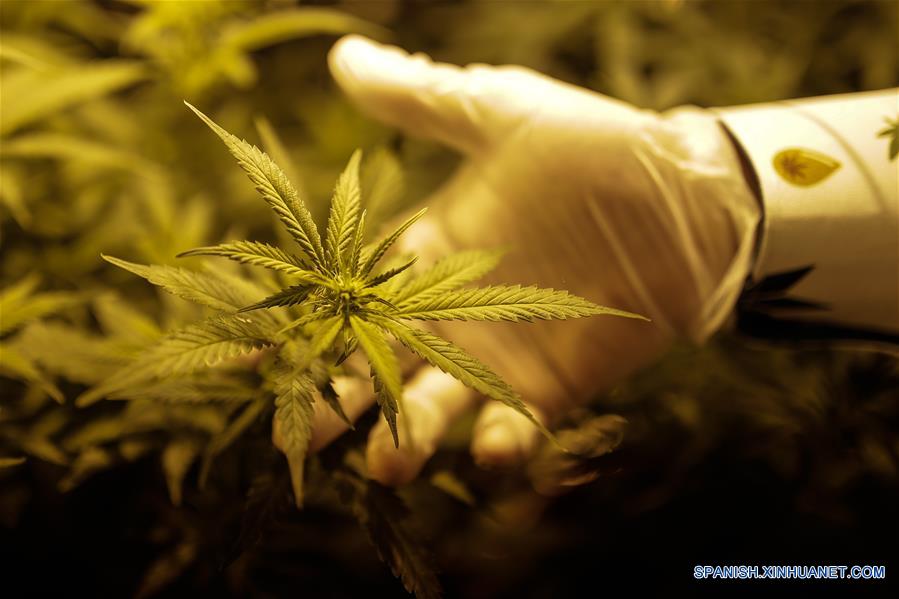 (1)COLOMBIA-BOGOTA-SALUD-MARIHUANA-SERIE