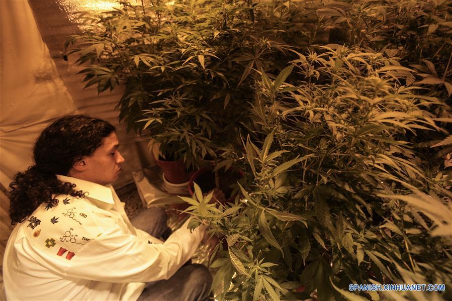 (2)COLOMBIA-BOGOTA-SALUD-MARIHUANA-SERIE