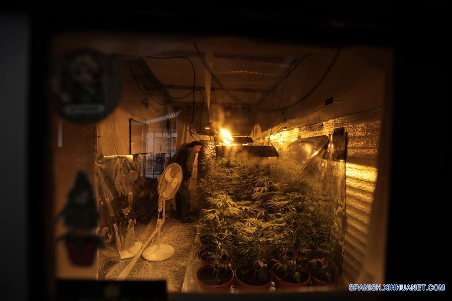(3)COLOMBIA-BOGOTA-SALUD-MARIHUANA-SERIE