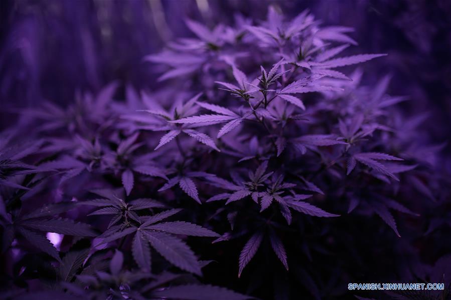 (4)COLOMBIA-BOGOTA-SALUD-MARIHUANA-SERIE