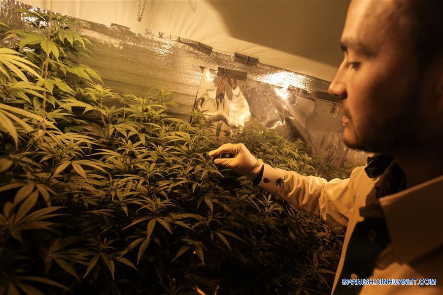 (5)COLOMBIA-BOGOTA-SALUD-MARIHUANA-SERIE