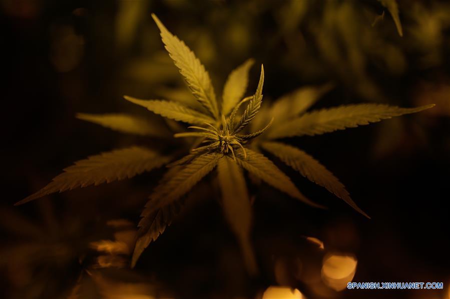 (6)COLOMBIA-BOGOTA-SALUD-MARIHUANA-SERIE
