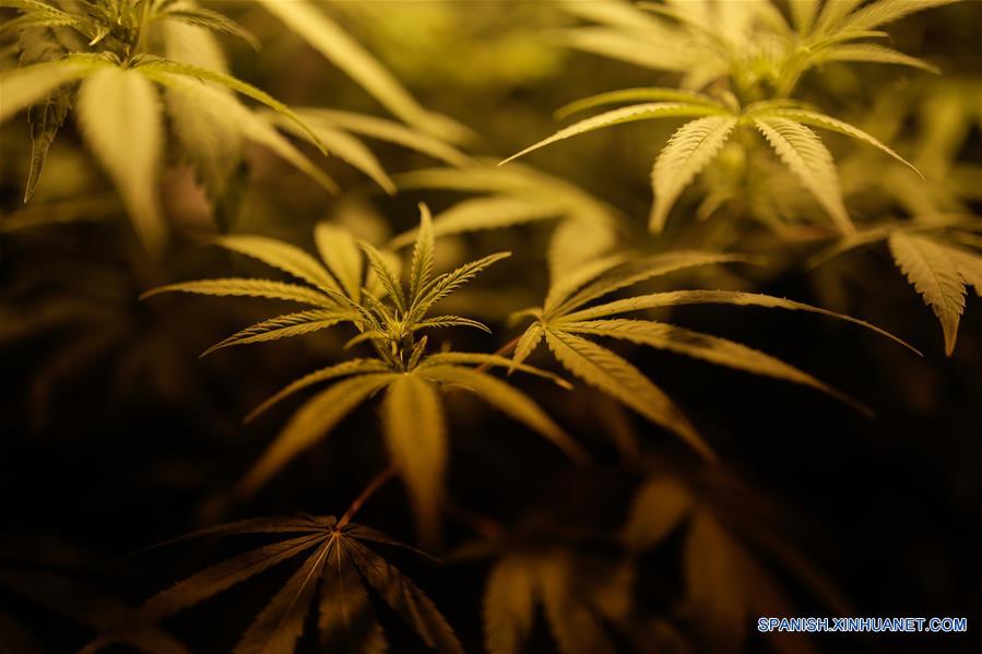 (7)COLOMBIA-BOGOTA-SALUD-MARIHUANA-SERIE