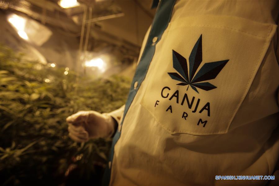 (8)COLOMBIA-BOGOTA-SALUD-MARIHUANA-SERIE
