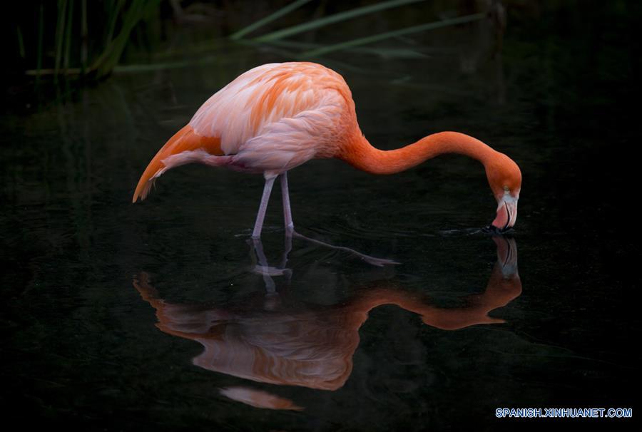 (15)ARGENTINA-ESCOBAR-MEDIO AMBIENTE-BIOPARQUE