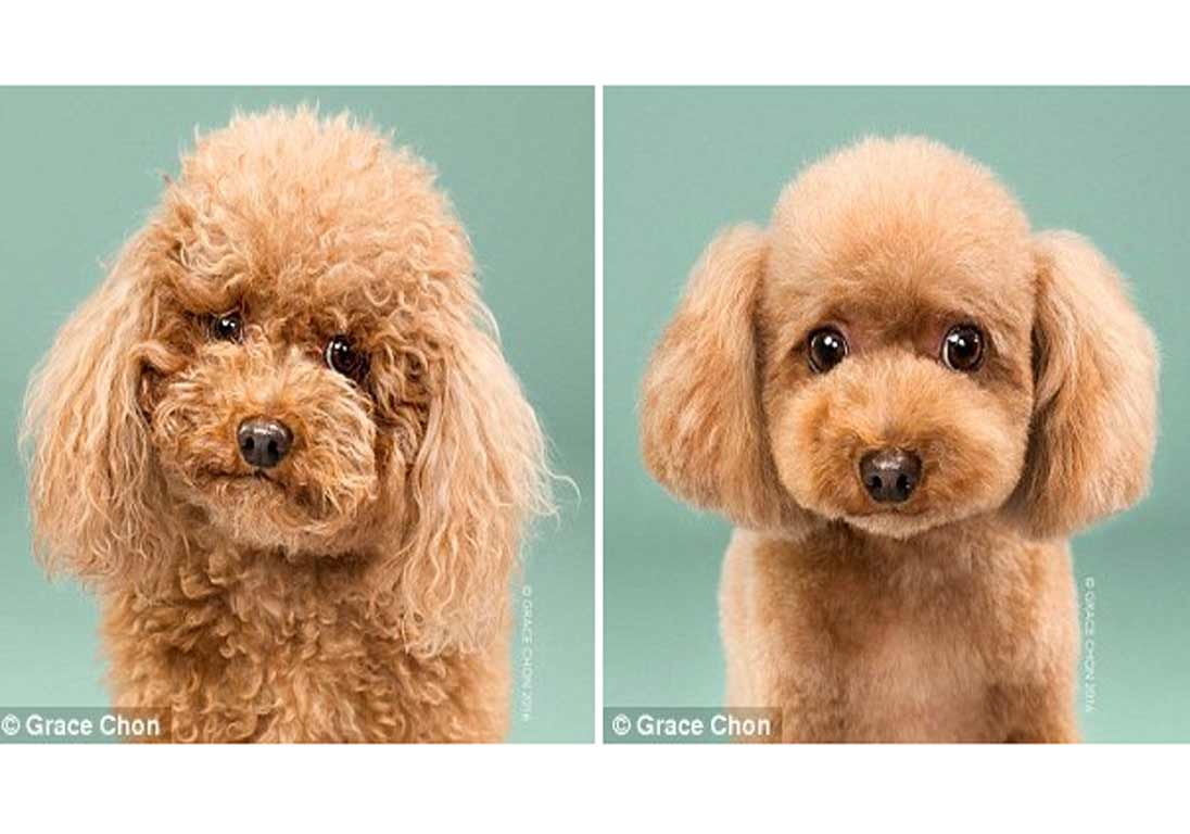 Perros y sus nuevos peinados
