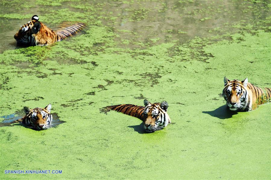 Heilongjiang: Se refrescan tigres siberianos en zoológico en Harbin