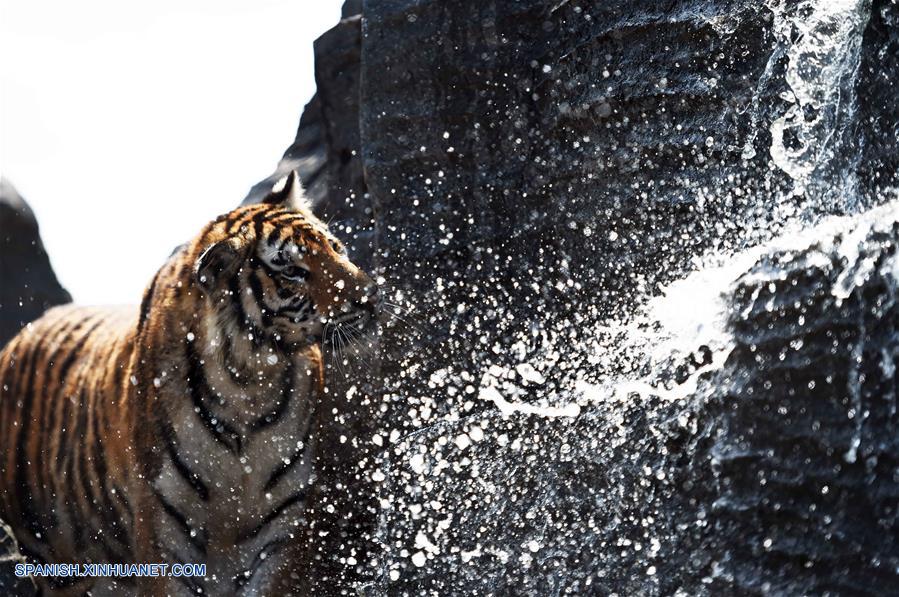 Heilongjiang: Se refrescan tigres siberianos en zoológico en Harbin