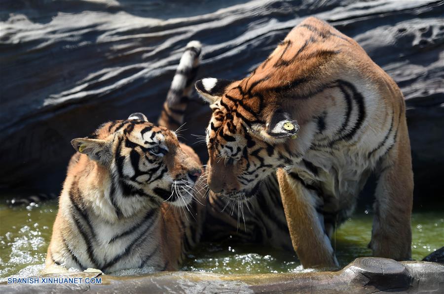 Heilongjiang: Se refrescan tigres siberianos en zoológico en Harbin