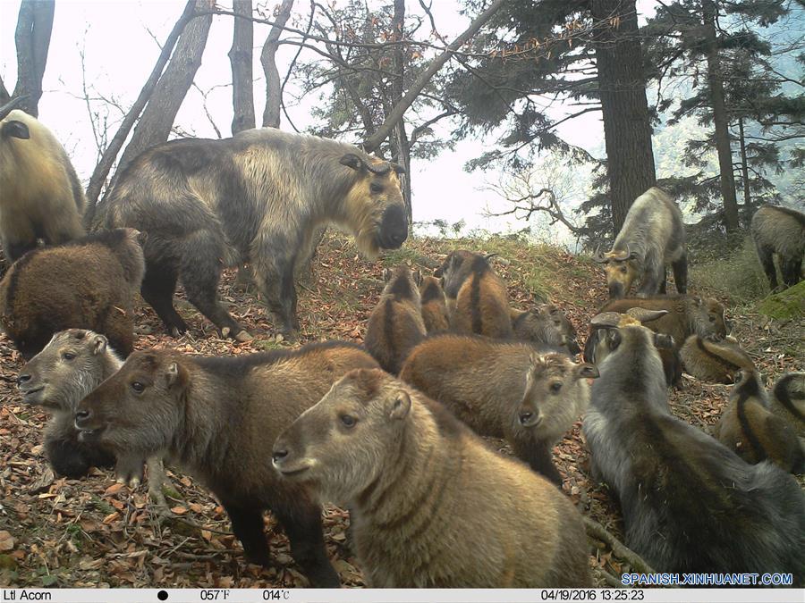 (1)CHINA-GANSU-MEDIO AMBIENTE-FAUNA