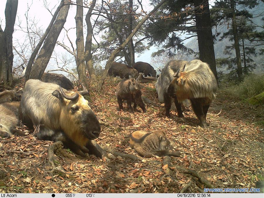 (2)CHINA-GANSU-MEDIO AMBIENTE-FAUNA