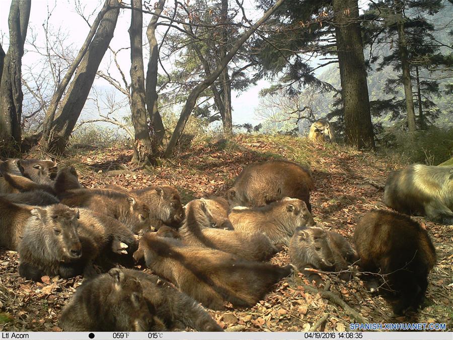 (3)CHINA-GANSU-MEDIO AMBIENTE-FAUNA
