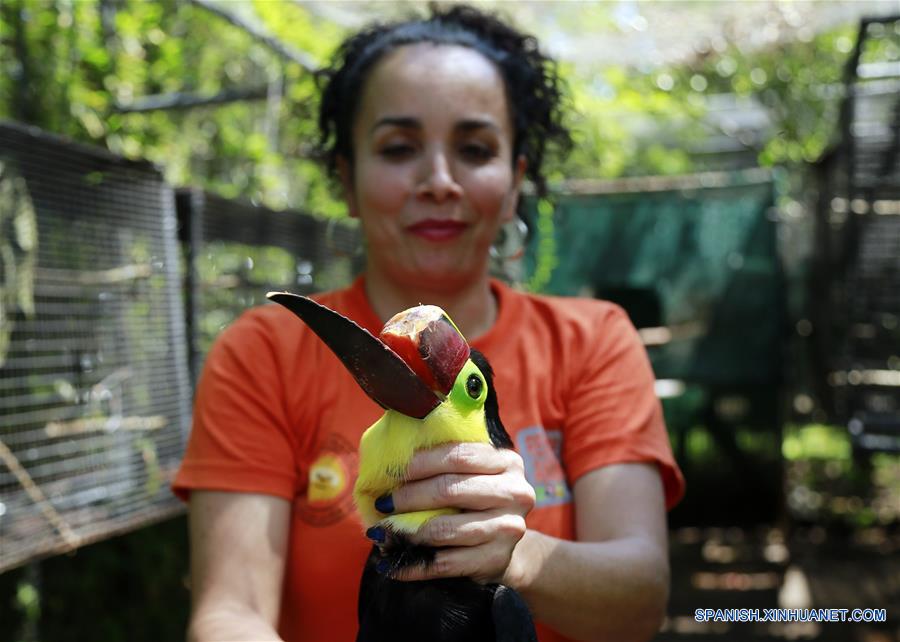 Grecia el tucán con un pico impreso en 3D en Costa Rica Spanish