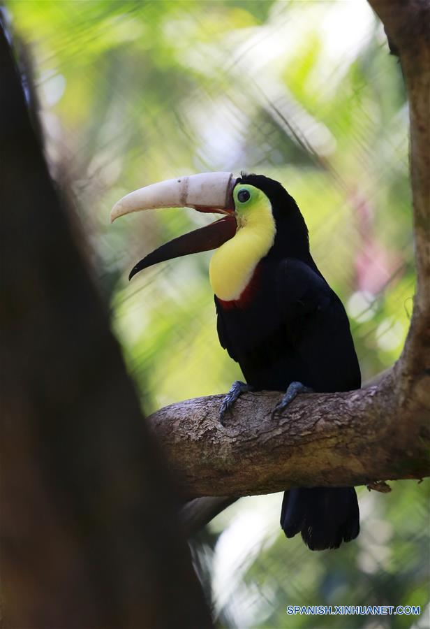 (3)COSTA RICA-ALAJUELA-MEDIO AMBIENTE-FAUNA