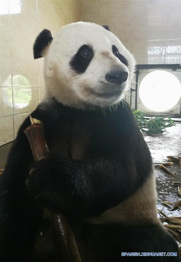 (2)CHINA-SICHUAN-MEDIO AMBIENTE-FAUNA
