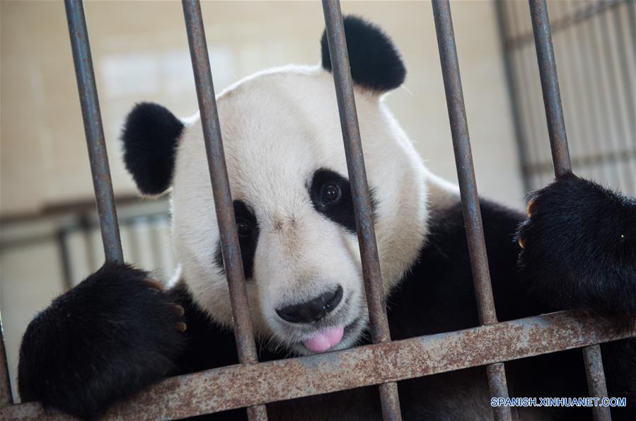 (3)CHINA-SICHUAN-MEDIO AMBIENTE-FAUNA