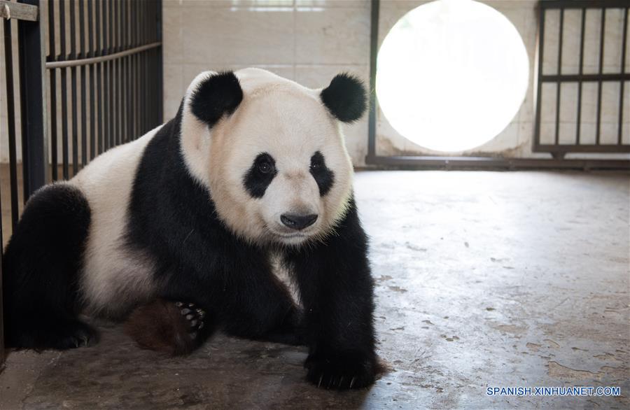 (4)CHINA-SICHUAN-MEDIO AMBIENTE-FAUNA