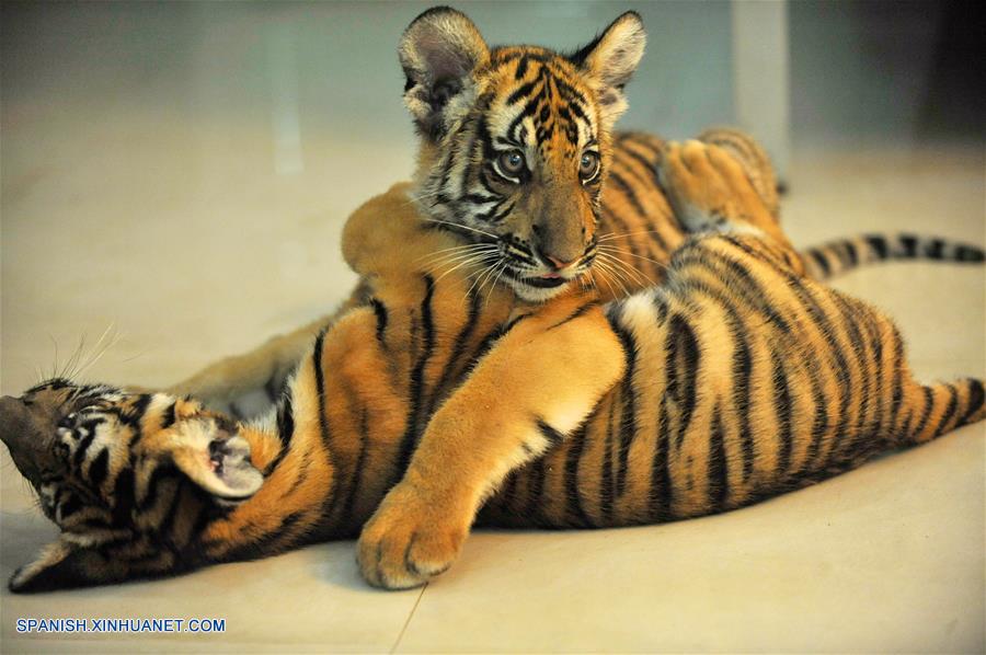 Los cachorros gemelos de tigre del sur de China recién nacidos en el Zoológico Nanchang viven recientemente el período de observación sin problemas.