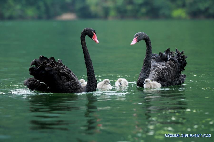 (2)CHINA-HUNAN-MEDIO AMBIENTE-FAUNA 