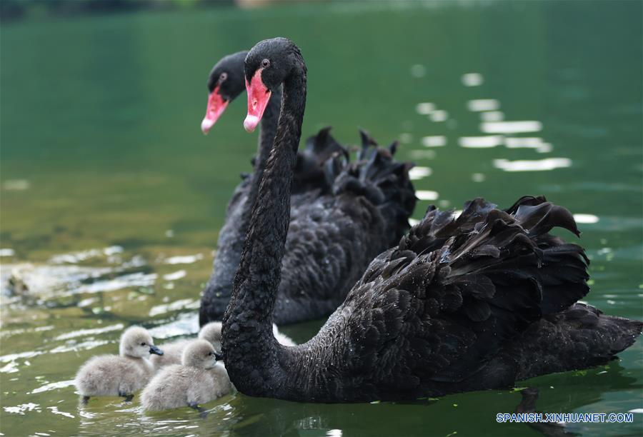 (3)CHINA-HUNAN-MEDIO AMBIENTE-FAUNA 